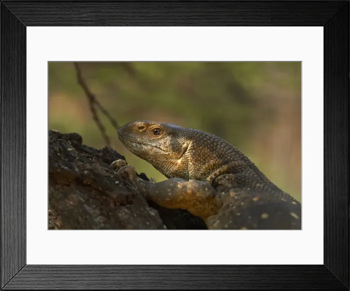 Framed Print : DDE-90021861 Framed Print : DDE-90021861