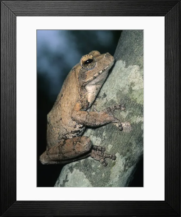 Framed Print : DDE-90021901 Framed Print : DDE-90021901