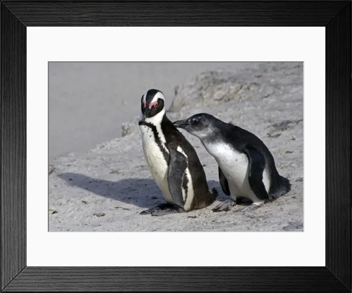 Framed Print : DDE-90021903 Framed Print : DDE-90021903