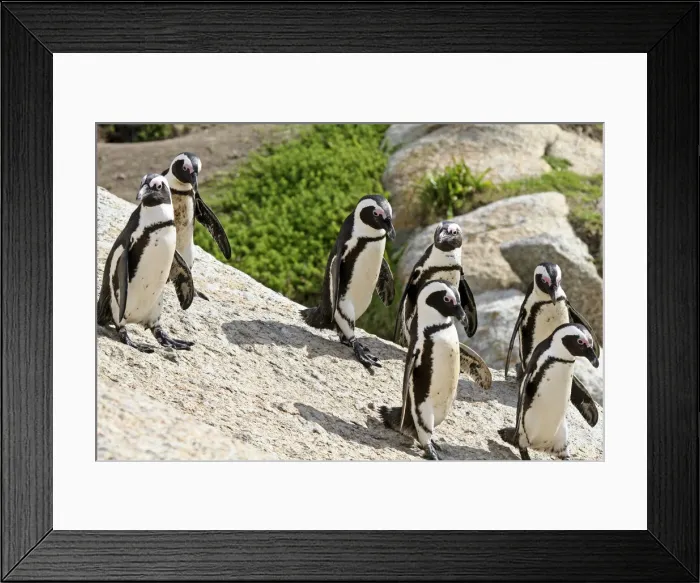 Framed Print : DDE-90021904
