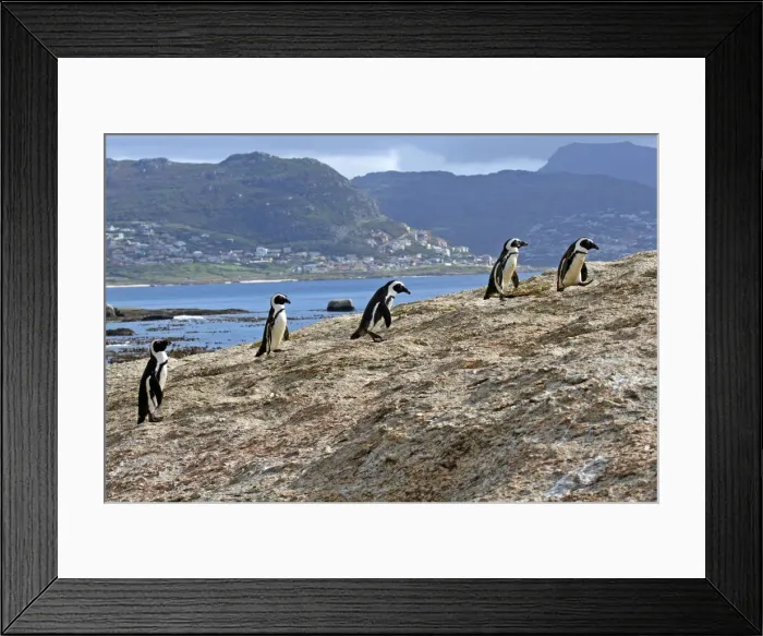 Framed Print : DDE-90021905 Framed Print : DDE-90021905