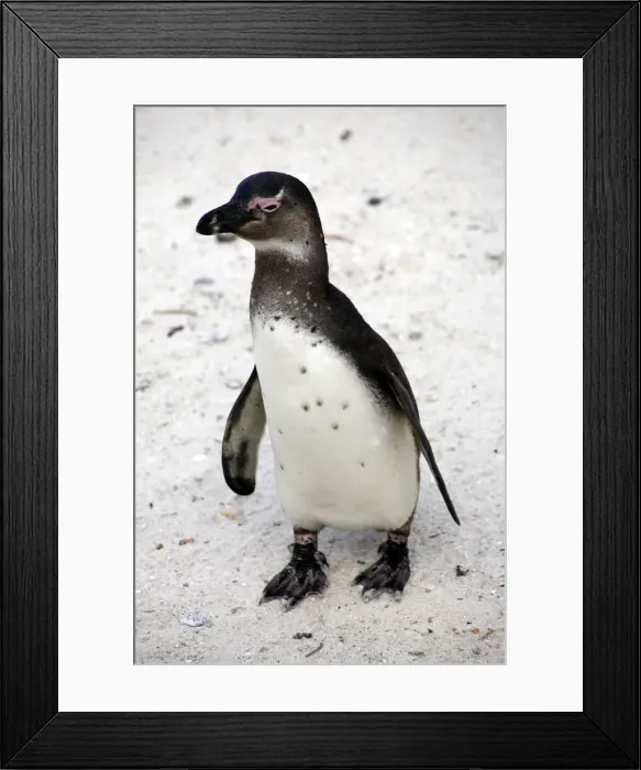 Framed Print : DDE-90021906 Framed Print : DDE-90021906