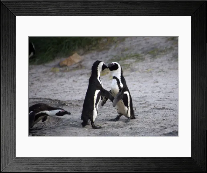 Framed Print : DDE-90021907 Framed Print : DDE-90021907