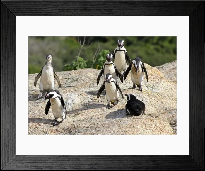 Framed Print : DDE-90021902 Framed Print : DDE-90021902