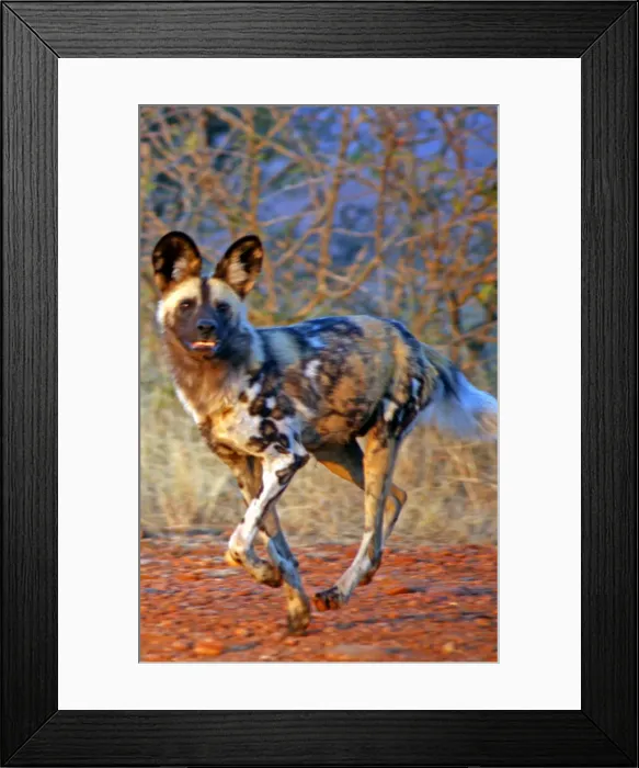 Framed Print : DDE-90021909