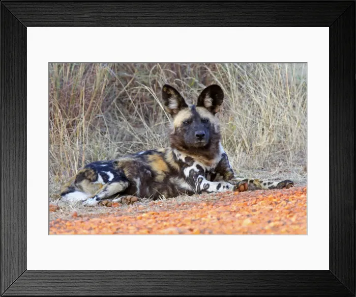 Framed Print : DDE-90021910 Framed Print : DDE-90021910
