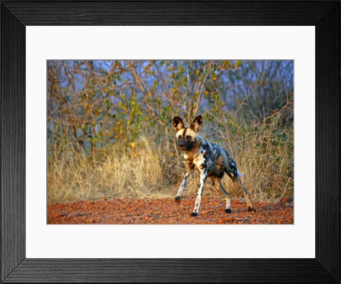 Framed Print : DDE-90021911 Framed Print : DDE-90021911