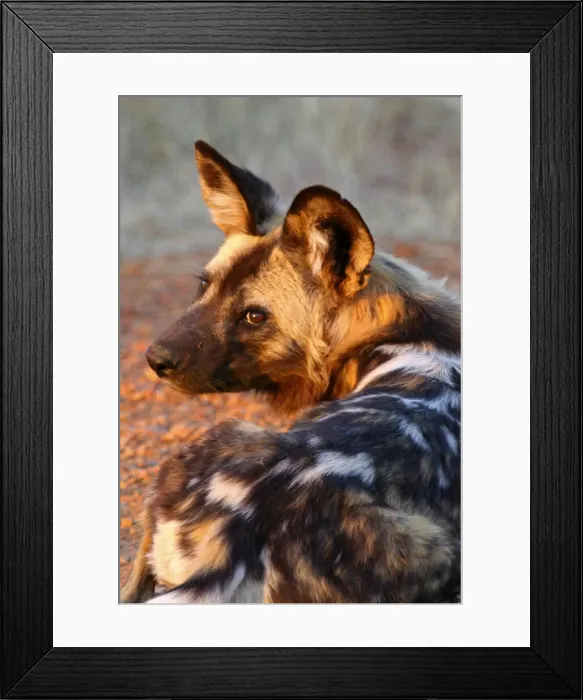 Framed Print : DDE-90021912 Framed Print : DDE-90021912