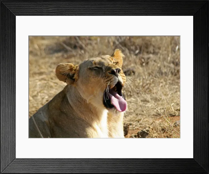 Framed Print : DDE-90021913 Framed Print : DDE-90021913