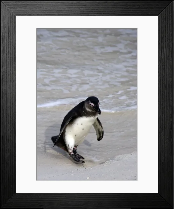 Framed Print : DDE-90021908 Framed Print : DDE-90021908