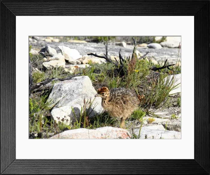Framed Print : DDE-90021914 Framed Print : DDE-90021914