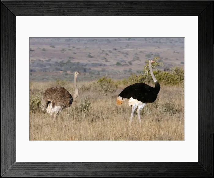 Framed Print : DDE-90021915 Framed Print : DDE-90021915