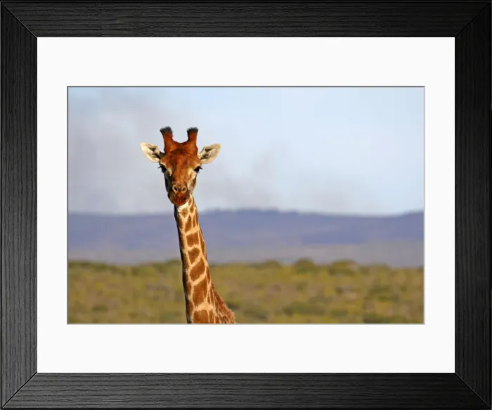 Framed Print : DDE-90021916 Framed Print : DDE-90021916