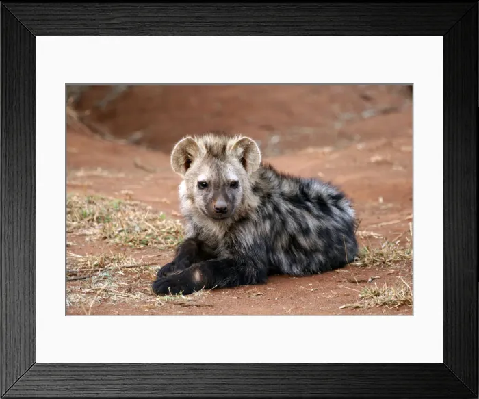 Framed Print : DDE-90021918 Framed Print : DDE-90021918