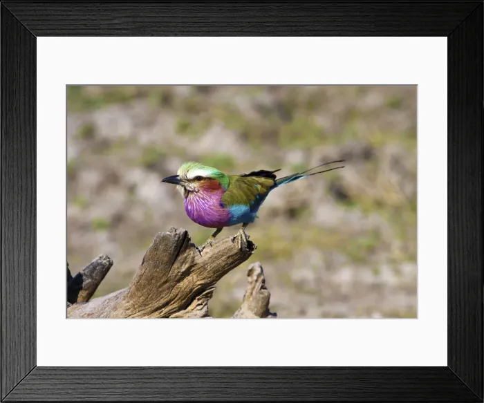 Framed Print : DDE-90021921 Framed Print : DDE-90021921