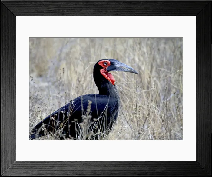 Framed Print : DDE-90021923 Framed Print : DDE-90021923