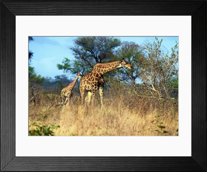 Framed Print : DDE-90021924 Framed Print : DDE-90021924