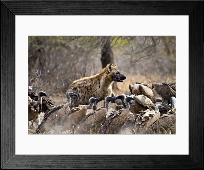 Framed Print : DDE-90021927 Framed Print : DDE-90021927