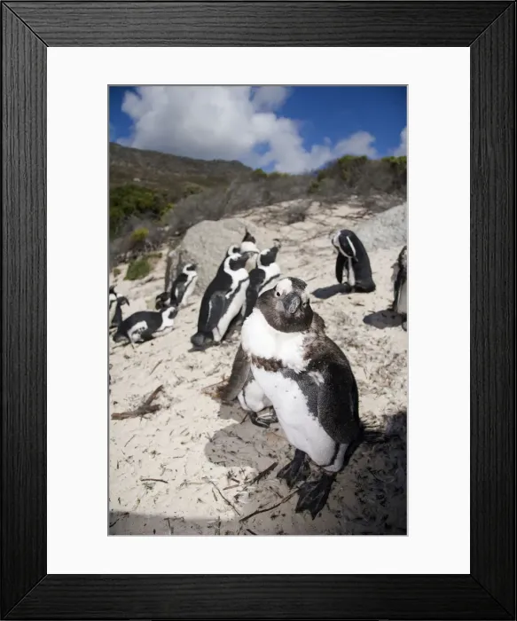 Framed Print : DDE-90021940 Framed Print : DDE-90021940