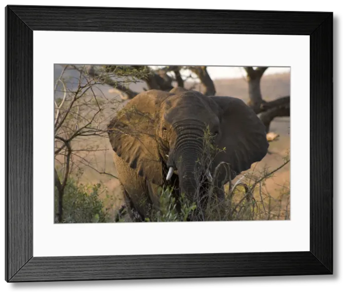 Framed Print : DDE-90021951 Framed Print : DDE-90021951