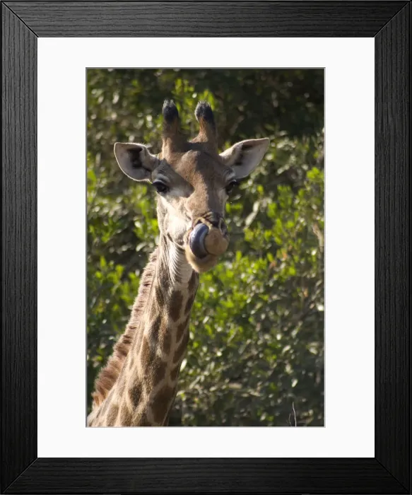 Framed Print : DDE-90021952 Framed Print : DDE-90021952