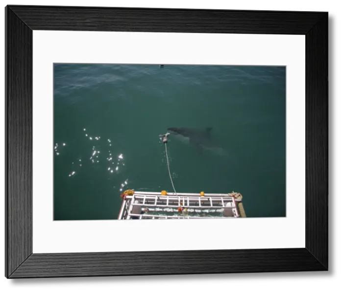 Framed Print : DDE-90021953 Framed Print : DDE-90021953