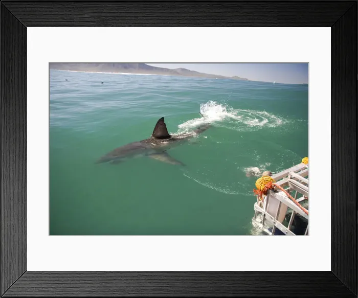 Framed Print : DDE-90021956 Framed Print : DDE-90021956