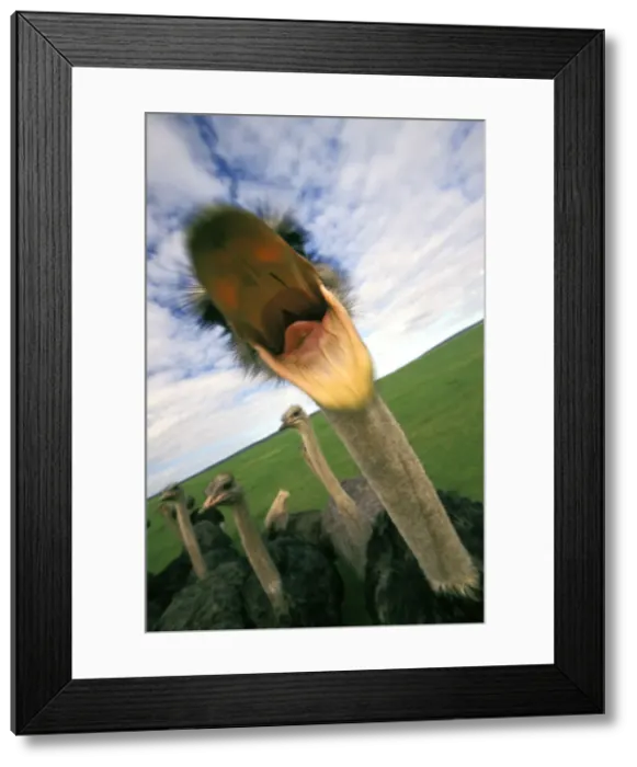 Framed Print : DDE-90021958 Framed Print : DDE-90021958