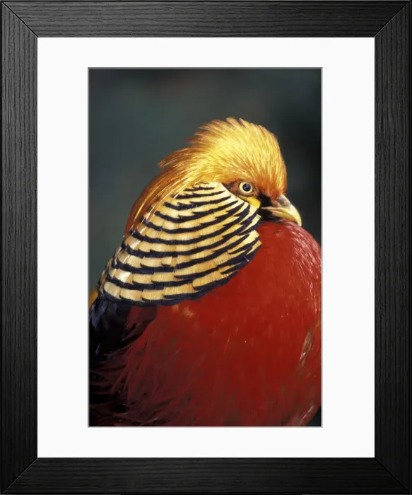 Framed Print : DDE-90021960 Framed Print : DDE-90021960