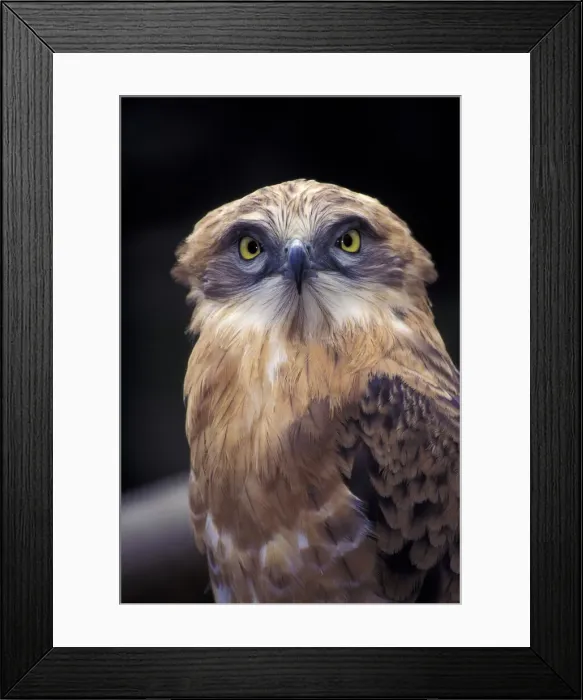 Framed Print : DDE-90021961 Framed Print : DDE-90021961