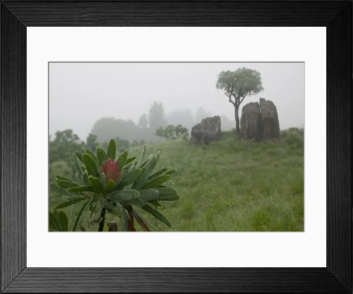 Framed Print : DDE-90021966