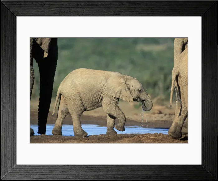 Framed Print : DDE-90021965 Framed Print : DDE-90021965