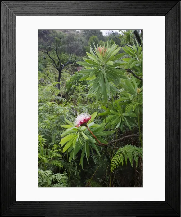 Framed Print : DDE-90021968