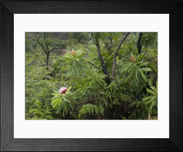 Framed Print : DDE-90021969 Framed Print : DDE-90021969