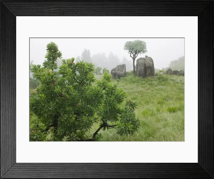 Framed Print : DDE-90021967 Framed Print : DDE-90021967