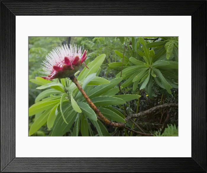 Framed Print : DDE-90021970 Framed Print : DDE-90021970