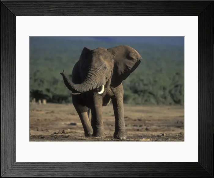 Framed Print : DDE-90021975 Framed Print : DDE-90021975