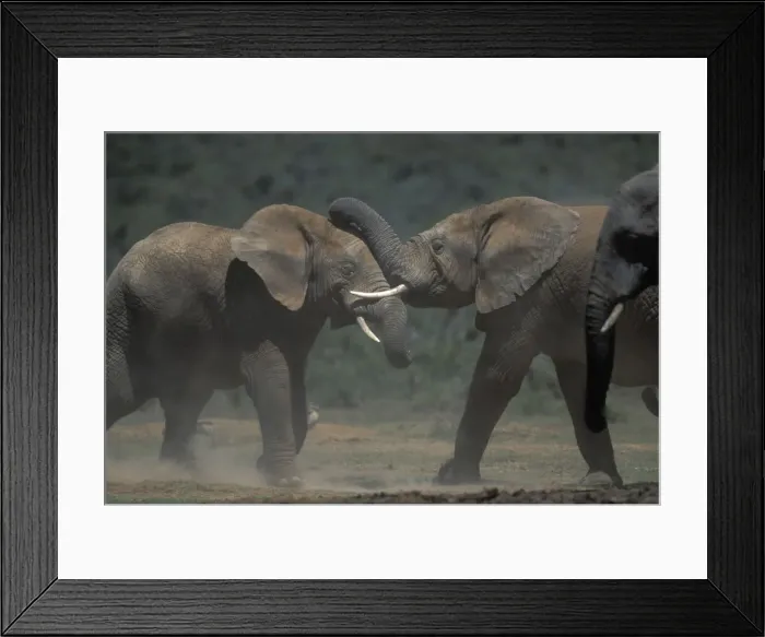 Framed Print : DDE-90021974 Framed Print : DDE-90021974