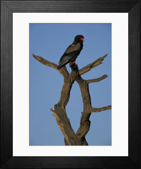 Framed Print : DDE-90021976 Framed Print : DDE-90021976