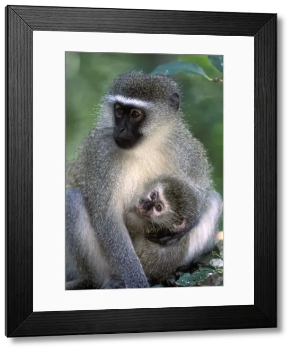 Framed Print : DDE-90021977