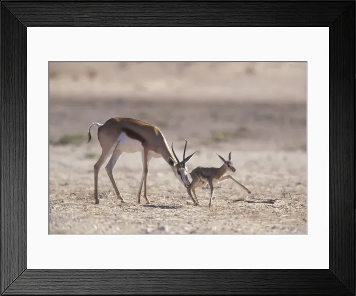 Framed Print : DDE-90021980 Framed Print : DDE-90021980