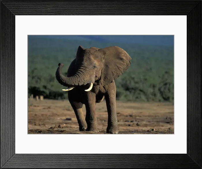 Framed Print : DDE-90021979 Framed Print : DDE-90021979