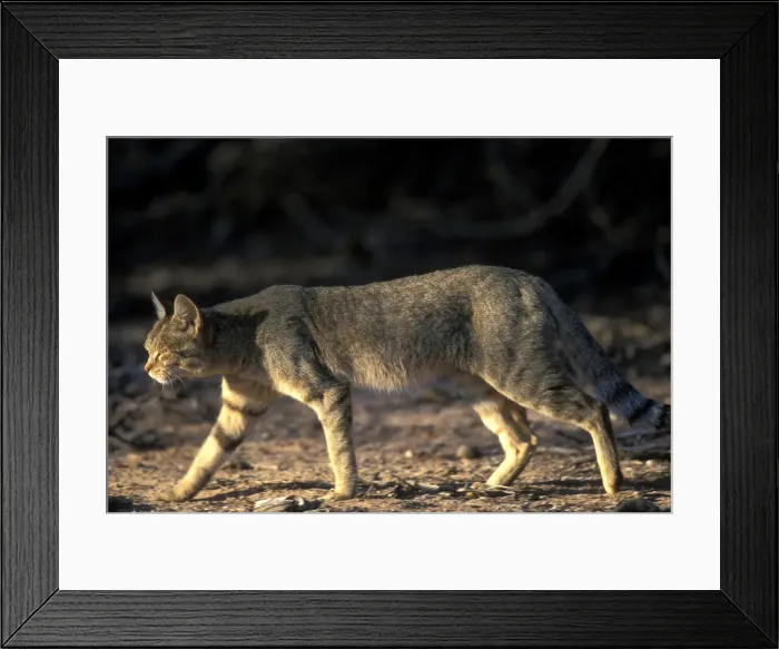 Framed Print : DDE-90021982 Framed Print : DDE-90021982