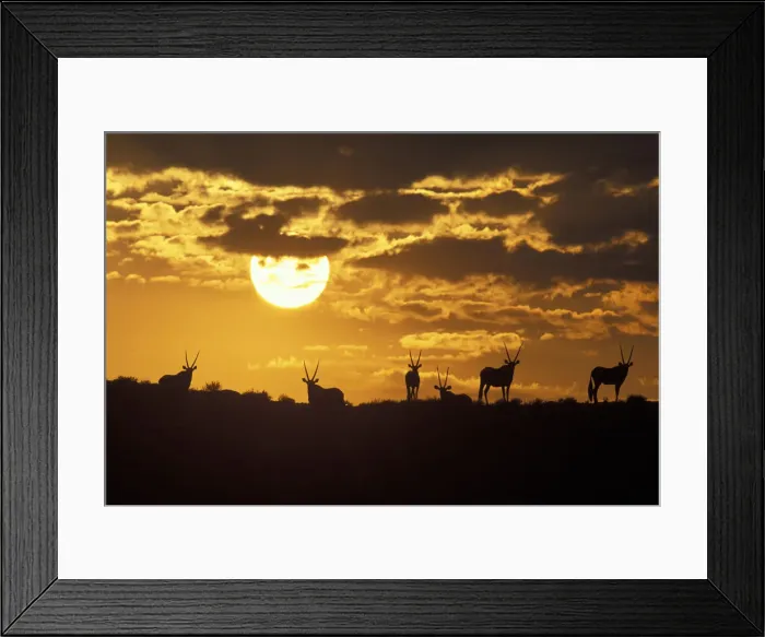 Framed Print : DDE-90021983 Framed Print : DDE-90021983