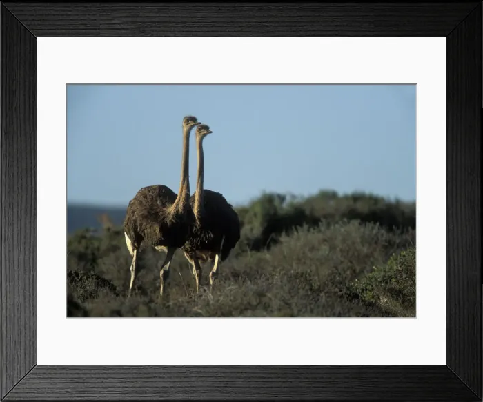 Framed Print : DDE-90021984 Framed Print : DDE-90021984