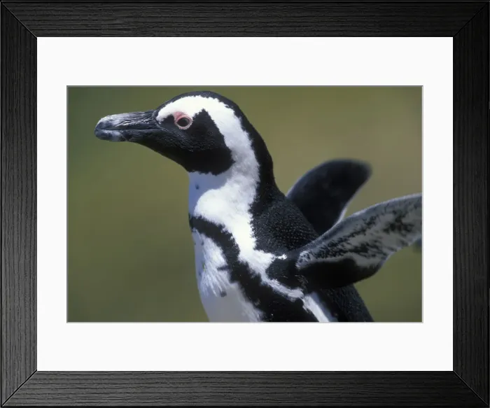 Framed Print : DDE-90021985 Framed Print : DDE-90021985