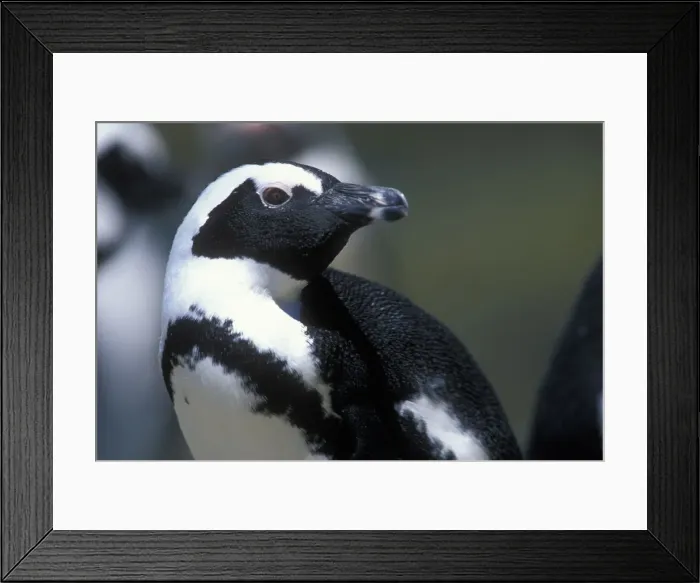 Framed Print : DDE-90021986