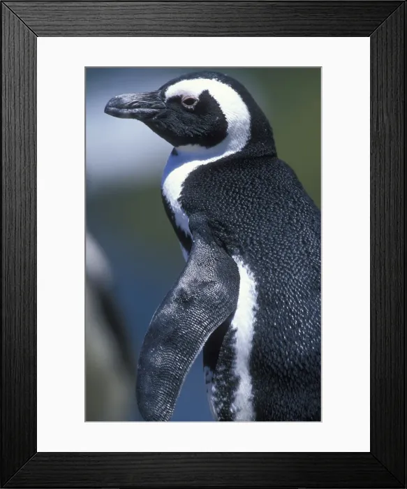 Framed Print : DDE-90021987 Framed Print : DDE-90021987