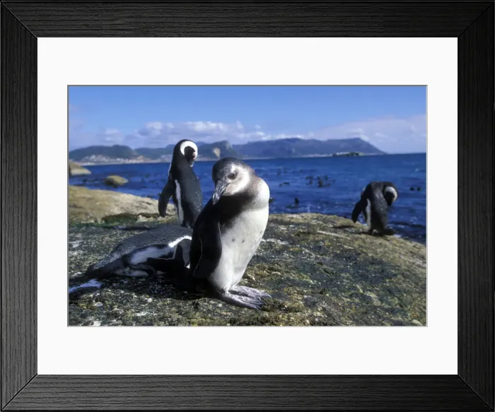 Framed Print : DDE-90021990 Framed Print : DDE-90021990