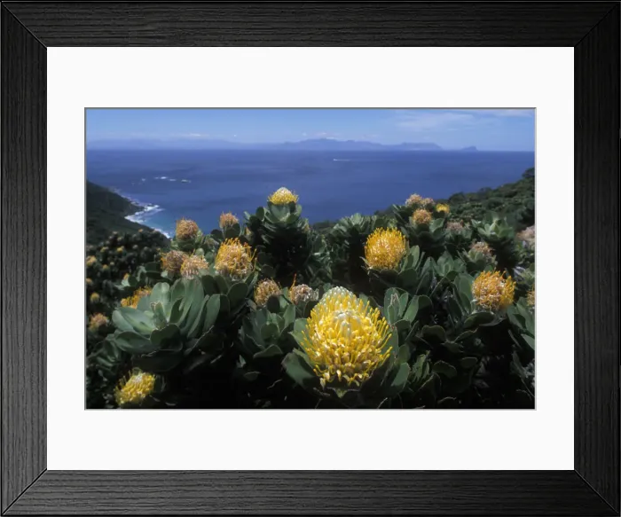 Framed Print : DDE-90021989